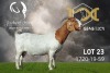 1X Boer Goat Flock Colour Doe Joubert Horn Boergoat Stud