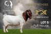 1X Boer Goat Stud Buck Joubert Horn Boergoat Stud