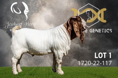 1X Boer Goat Stud Buck Joubert Horn Boergoat Stud