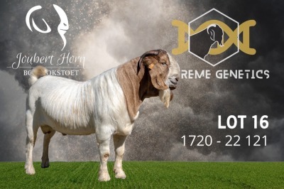 1X Boer Goat Flock Buck Joubert Horn Boergoat Stud