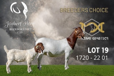 1X Boer Goat Stud Doe Joubert Horn Boergoat Stud