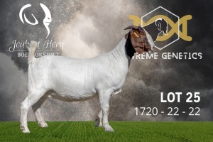 1X Boer Goat Stud Doe Joubert Horn Boergoat Stud