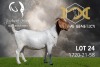 1X Boer Goat Stud Doe Joubert Horn Boergoat Stud