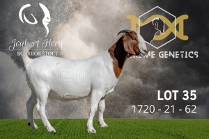1X Boer Goat Flock Colour Doe Joubert Horn Boergoat Stud