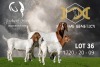 1X Boer Goat Flock Doe Joubert Horn Boergoat Stud