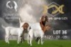 1X Boer Goat Flock Doe Joubert Horn Boergoat Stud