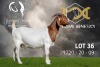 1X Boer Goat Flock Doe Joubert Horn Boergoat Stud - 2