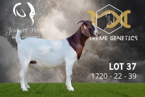 1X Boer Goat Flock C and T Doe Joubert Horn Boergoat Stud