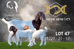 1X Boer Goat Flock Doe Joubert Horn Boergoat Stud