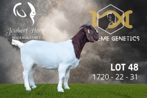 1X Boer Goat Stud Doe Joubert Horn Boergoat Stud