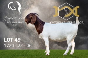 1X Boer Goat Flock Doe Joubert Horn Boergoat Stud