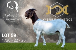 1X Boer Goat Flock Doe Joubert Horn Boergoat Stud