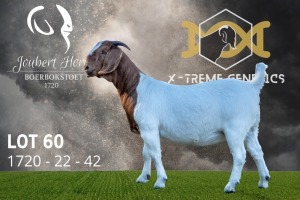 1X Boer Goat Flock Doe Joubert Horn Boergoat Stud