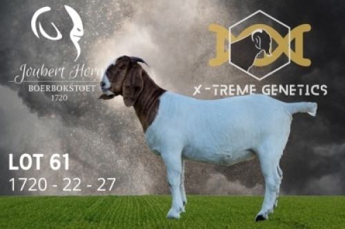 1X Boer Goat Flock Doe Joubert Horn Boergoat Stud