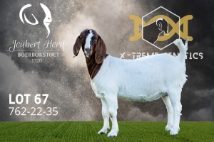 1X Boer Goat Flock Doe Joubert Horn Boergoat Stud