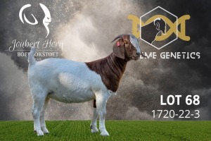 1X Boer Goat Flock Colour Doe Joubert Horn Boergoat Stud