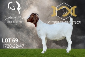 1X Boer Goat Flock Colour Doe Joubert Horn Boergoat Stud