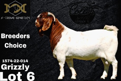 1X Boer Goat Stud Buck Collen Boerdery