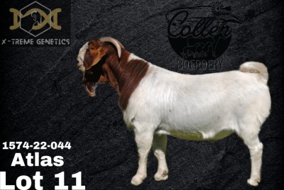 1X Boer Goat Flock Teats Buck Collen Boerdery