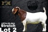 1X Boer Goat Flock Teats Buck Collen Boerdery