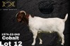 1X Boer Goat Flock Teats Buck Collen Boerdery