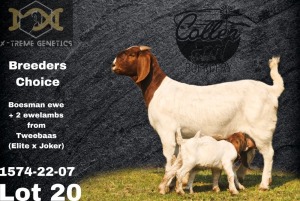 1 + 2X Boer Goat Stud Doe Collen Boerdery