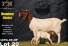 1 + 2X Boer Goat Stud Doe Collen Boerdery - 2