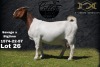 1 + 2X Boer Goat Stud Doe Collen Boerdery