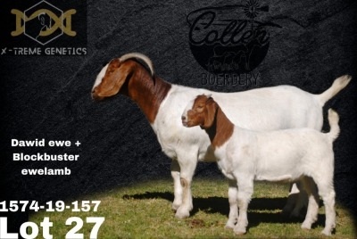 1 + 1X Boer Goat Flock Teats Doe Collen Boerdery