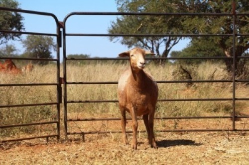 1X OOI/EWE Thaba Meatmasters - Chris Barkhuizen - 076 8506726