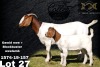 1 + 1X Boer Goat Flock Teats Doe Collen Boerdery - 2