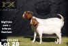 1 + 1X Boer Goat Stud Doe Collen Boerdery