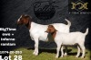 1 + 1X Boer Goat Stud Doe Collen Boerdery - 2