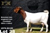 1 + 2X Boer Goat Flock Teats Doe Collen Boerdery