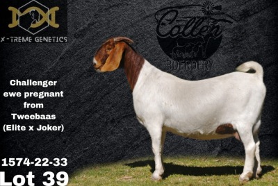 1 + 2X Boer Goat Flock Doe Collen Boerdery