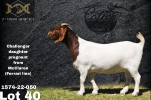 1X Boer Goat Stud Doe Collen Boerdery