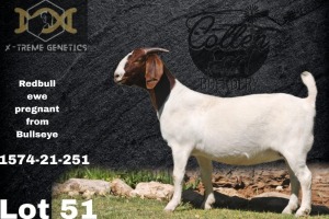 1X Boer Goat Stud Doe Collen Boerdery