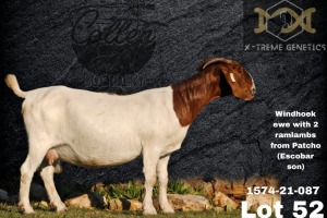 1 + 2X Boer Goat Flock Teats Doe Collen Boerdery