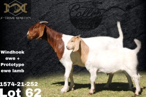 1 + 1X Boer Goat Flock Teats Doe Collen Boerdery