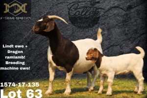 1 + 1 X Boer Goat Flock Doe Collen Boerdery