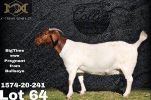 1X Boer Goat Flock Doe Collen Boerdery