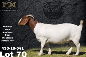 1X Boer Goat Flock Teats Doe Collen Boerdery