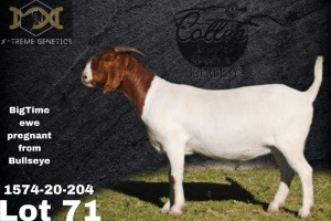 1X Boer Goat Flock Teats Doe Collen Boerdery