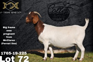 1X Boer Goat Flock Teats Doe Collen Boerdery