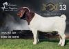 1X Boer Goat Stud Buck Salmon van Huyssteen Boer Goat Stud - 3