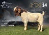 1X Boer Goat Stud Buck Salmon van Huyssteen Boer Goat Stud