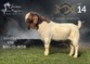 1X Boer Goat Stud Buck Salmon van Huyssteen Boer Goat Stud