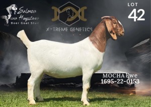 1X Boer Goat Flock Doe Salmon van Huyssteen Boer Goat Stud