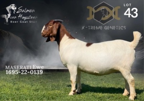 1X Boer Goat Flock Doe Salmon van Huyssteen Boer Goat Stud