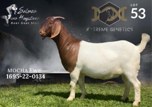 1X Boer Goat Flock Doe Salmon van Huyssteen Boer Goat Stud